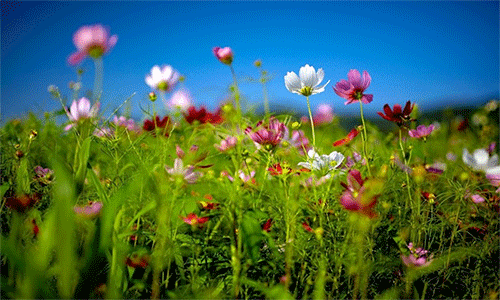 Gravina in Puglioa Anche un fiore fiorir�