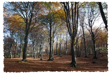 Gli alberi del bosco