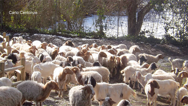 Gravinaoggi Altare