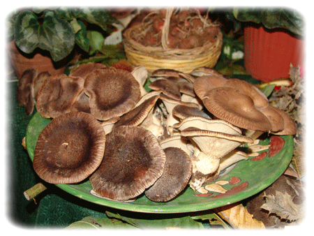 Funghi