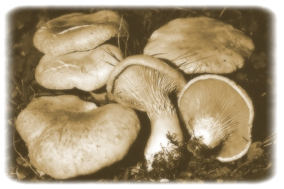 Funghi