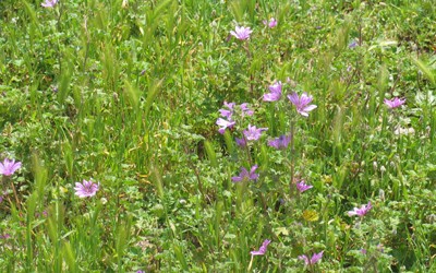 Fioritura