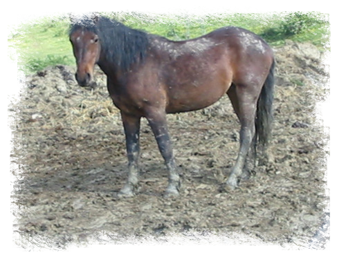 L�insegnamento  d�un  cavallo