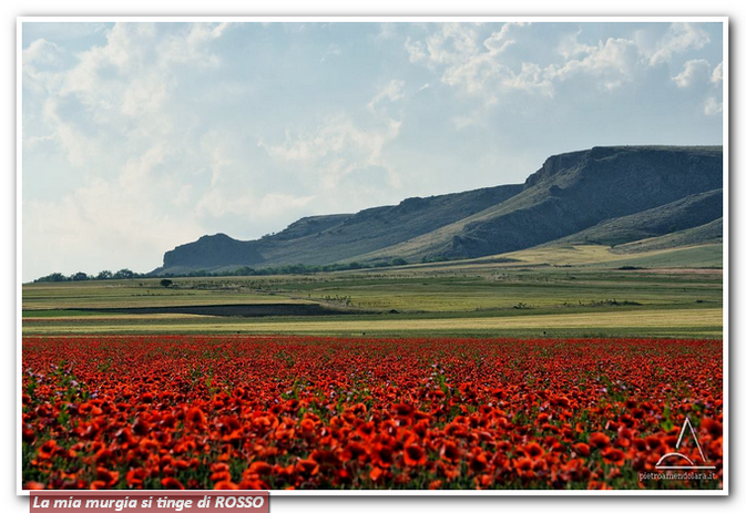 Saluti Dal Parco Nazionale Dell Alta Murgia 1 Gravinaoggi