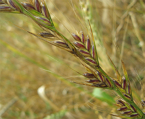 Zizzania "Loliumtemulentum"