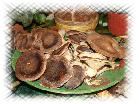 Gravinaoggi Funghi cardoncelli