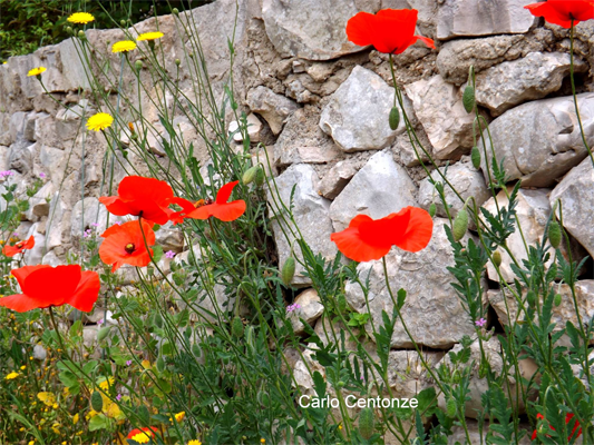Gravina in Puglia Maggio