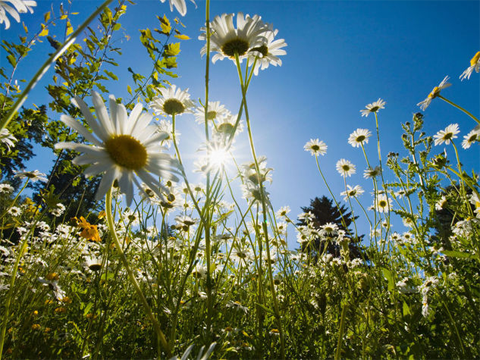 Omnia vincit amor! L'Amore vince tutto